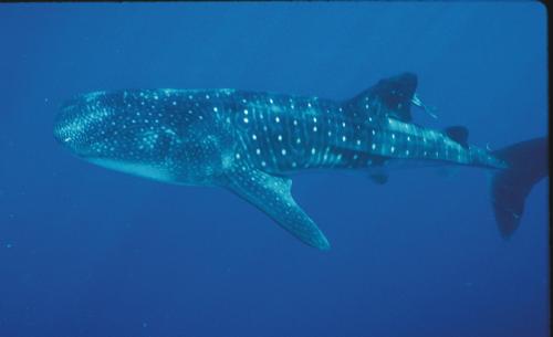 Whale shark (the largest fish) seen at the East Flower Garden Bank 1992. Although not common, many have been seen at the flower gardens. (Photo by Gregory S Boland)