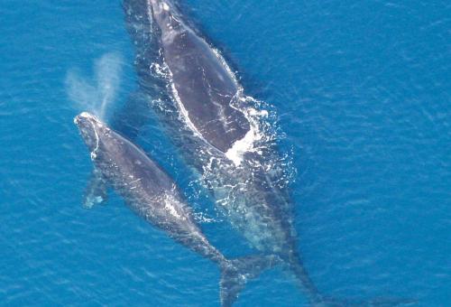 north--atlantic-right-whale-and-calf-eubalaena-glacialis
