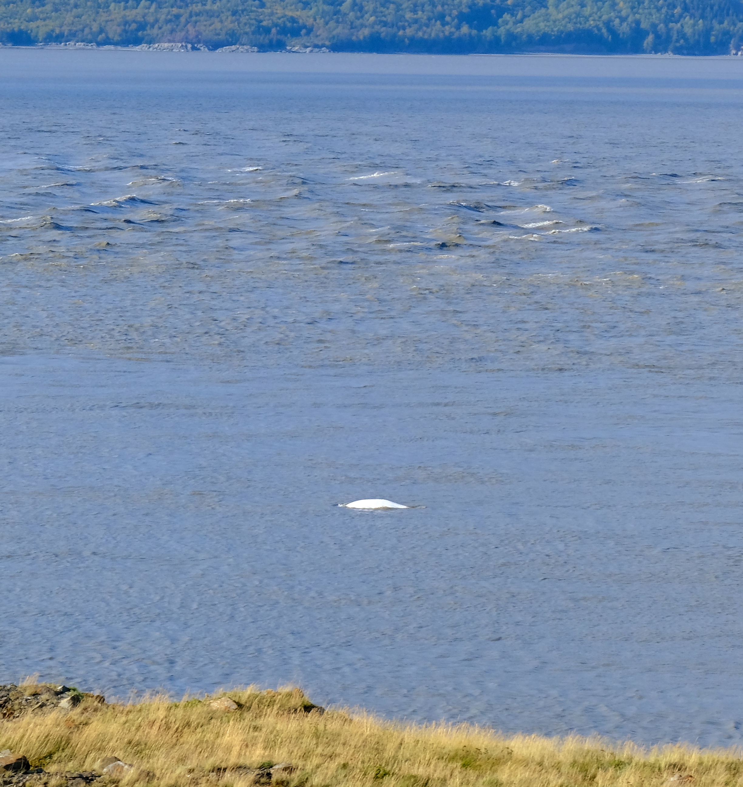 Ceta Base - Maris, a beluga, died on October 22nd, 2015 at