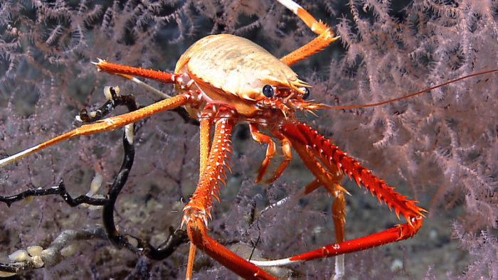 The Squat Lobster