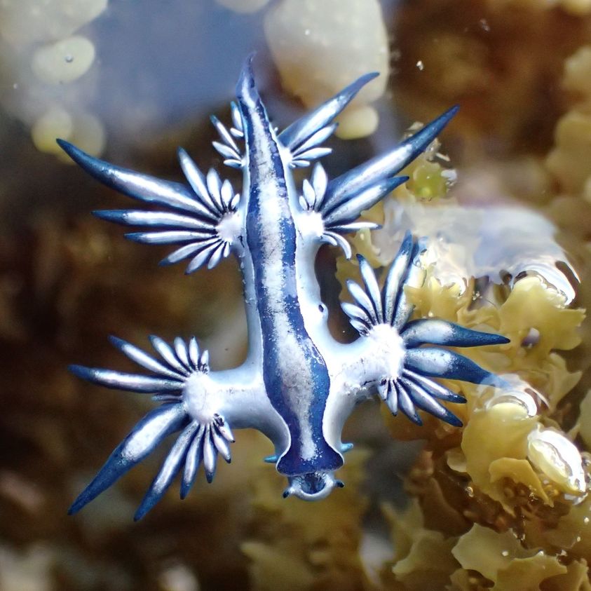 Blue Dragon Sea Slug | BOEM.gov