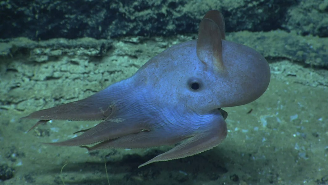 Dumbo octopus