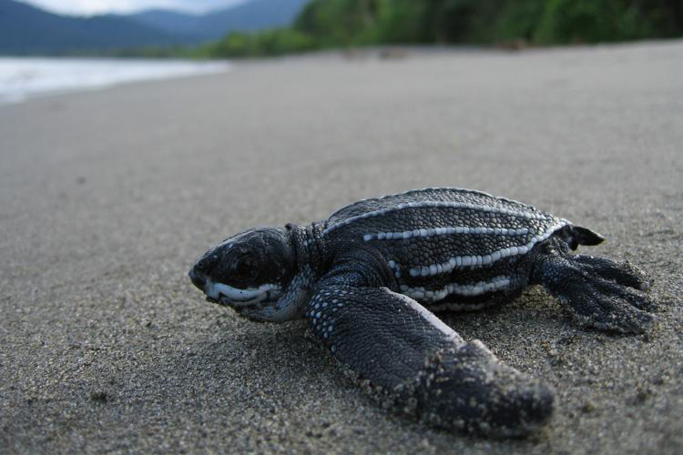 Leatherback Hatchling