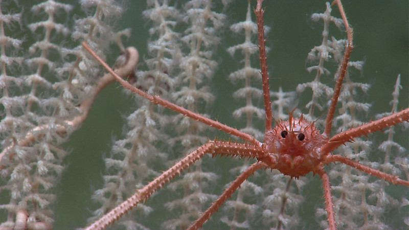 The Squat Lobster