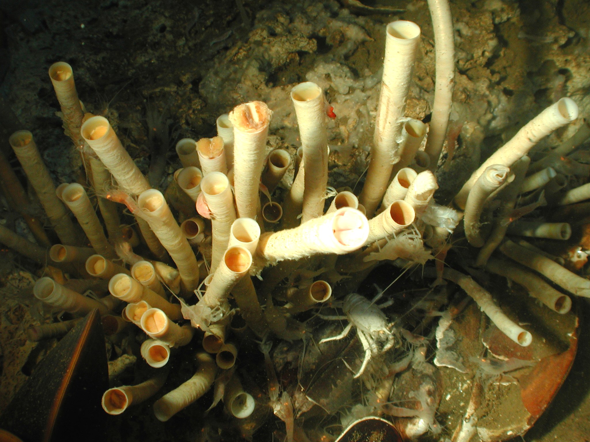 Tubeworms