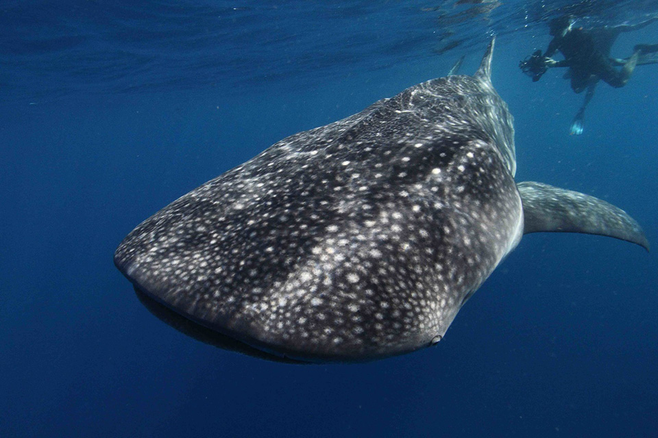 whale shark