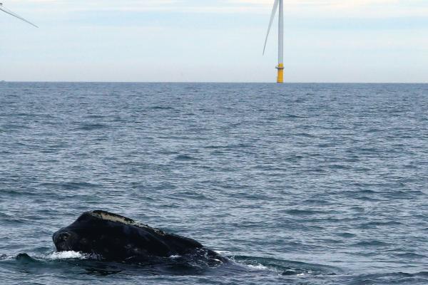 right whale with turbines in the background