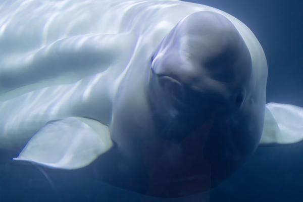 Beluga Whale