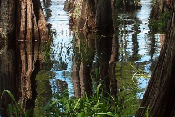 swamp with trees