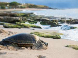 Green Sea Turtle