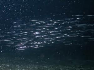 An underwater view of a school of sand lance swimming in dark water