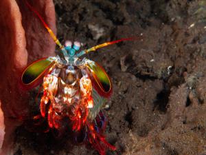 Peacock Mantis Shrimp