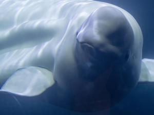 Beluga Whale