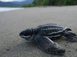 Leatherback Hatching