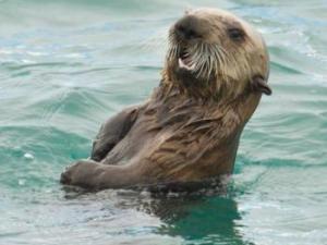 Sea otter