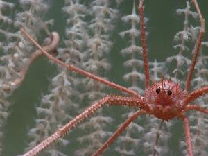 Squat Lobster