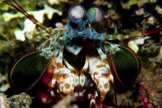 Peacock Mantis Shrimp