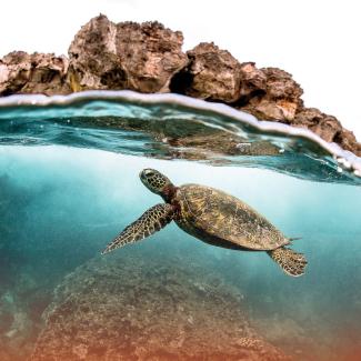 A sea turtle swims just under the waters surface as show side on from a camera also near the water's surface.