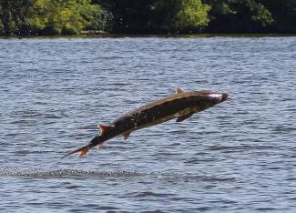 Jumping Sturgeon