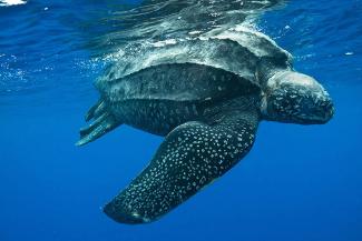 Leatherback Turtle Swimming