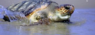 Loggerhead Sea Turtle (photo credit World Wildlife Fund)