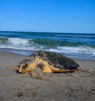 Loggerhead Turtle (photo credit Loggerhead Marine Life Center)