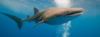 whale shark