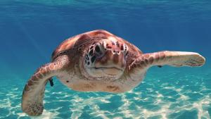 Sea Turtle