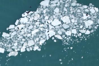 Broken up sea ice seen from above, with the small shapes of otters scattered on top of the ice.