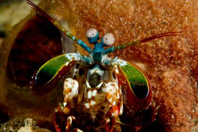 Peacock Mantis Shrimp