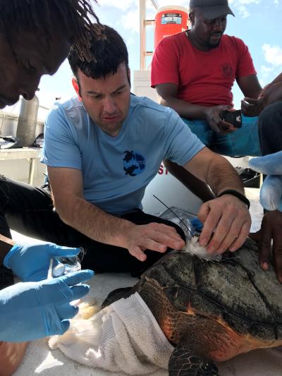 scientist working with sea turtles