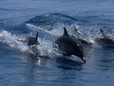 Three Whales 