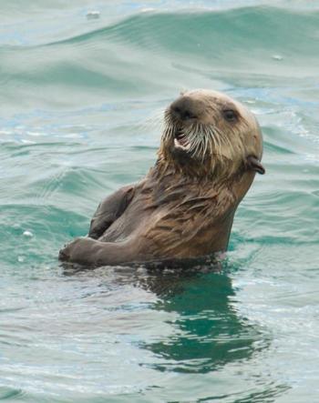 Sea otter