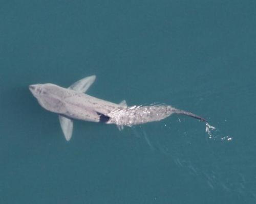 Top down view of a basking shark swimming at the surface of the water