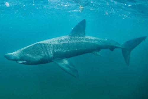 A lengthwise body shot of a basking shark under water