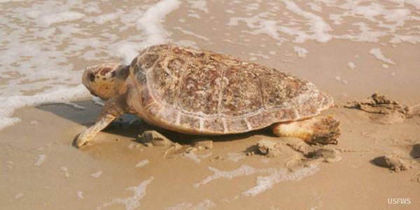 Loggerhead Sea Turtle (photo credit USFWS)