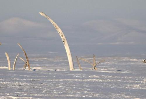 bones coming out of the snow