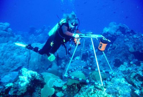 Diver doing research