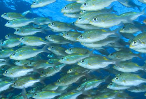 fish_in_deep_blue_ocean