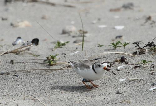 sandpiper