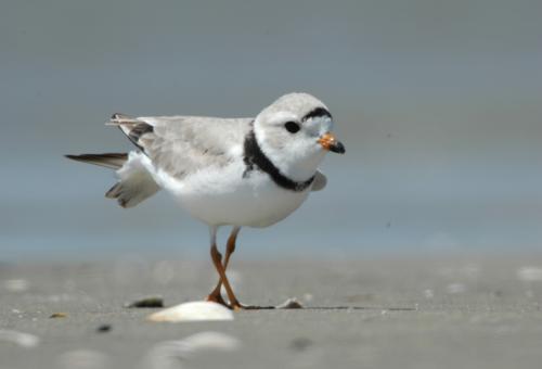 Piping Plover