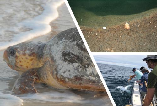 A collage of a small turtle on a beach near the water, sand underwater, and researchers pulling a drone from the ocean into their boat.