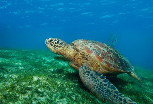 sea turtle