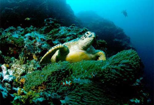 Sea Turtle