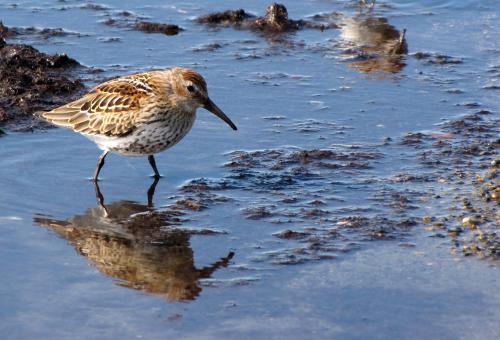 Western Sandpiper