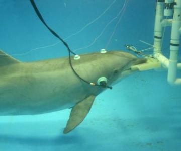 Dolphin Hearing Test