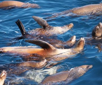 Sea Lions in the water