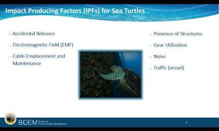 An Overview of Marine Mammal and Sea Turtle Impact Analysis in the DEIS