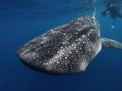 whale shark