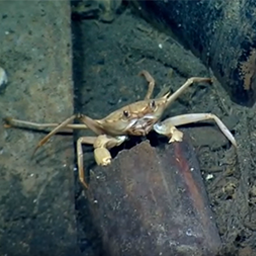 Monterrey B Shipwreck